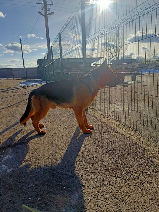 В'язка німецької вівчарки