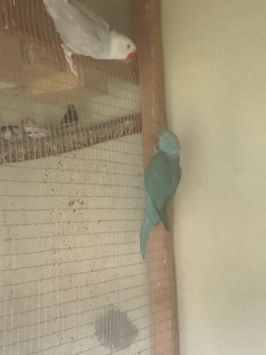 Aleksandrety młode i pary