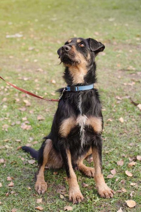 Jagdterrier  mix  Joker szuka domu-schronisko Zgierz-aktualne
