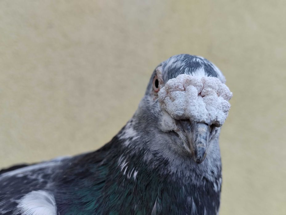 Gołębie pocztowe Fabry, stara linia, WYSYŁKA, gołębie pocztowe