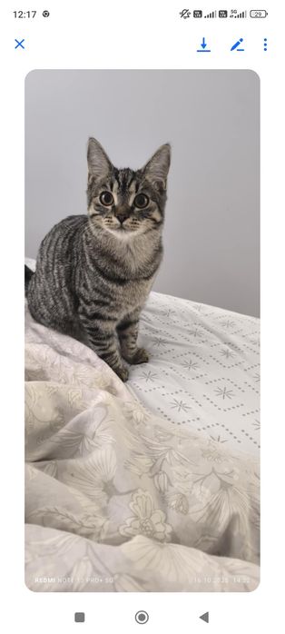 Oddam kotka w dobre ręce