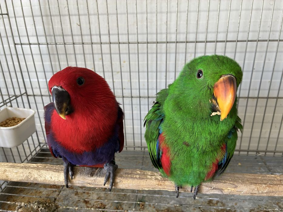 Casal de Papagaios Ecletus