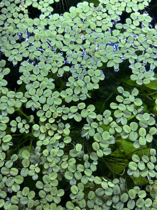 Salvinia - pływająca roślina akwariowa