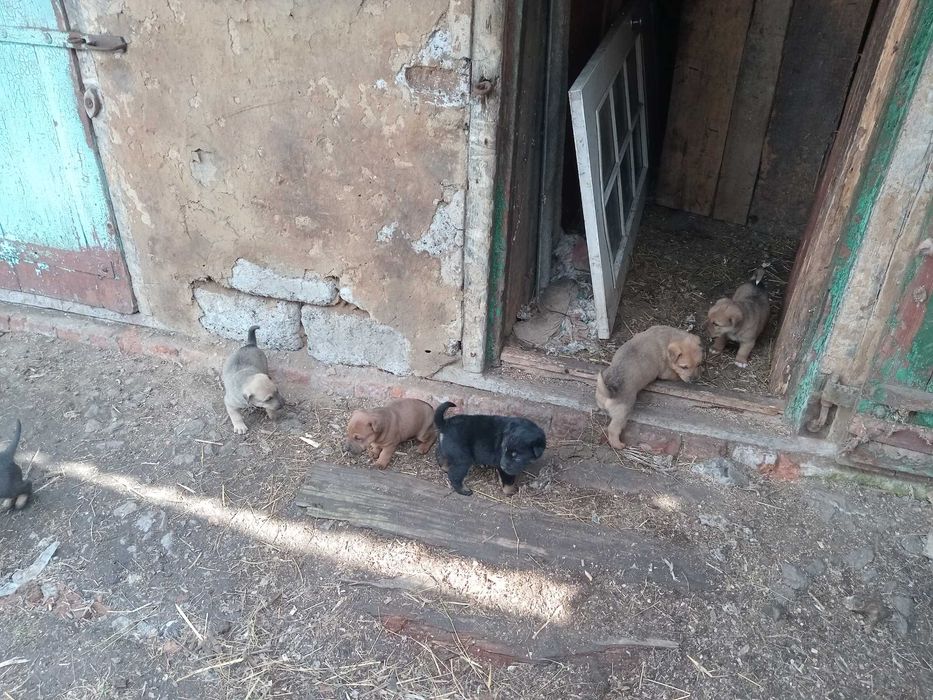 Щенки, помесь Боксера и Мастифа: 500 грн. - Собаки Ворожба на Olx