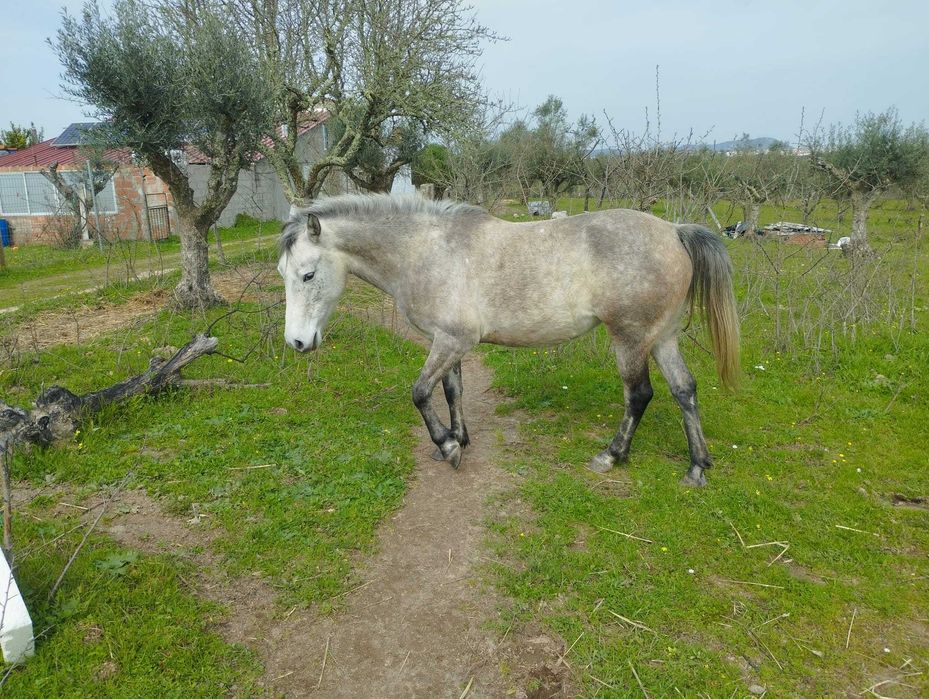 Égua Garrano-Lusitano