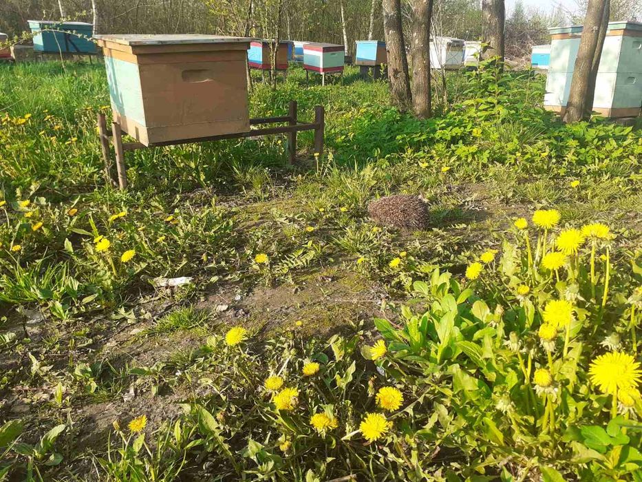 Мед  Майский.Різнотрав'я.Горішки з медом.Паста Амосова.Забрус. Пергомед