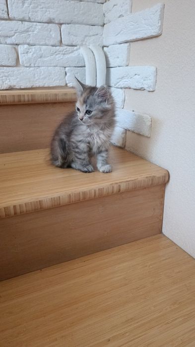 Дівчинка в хороші руки