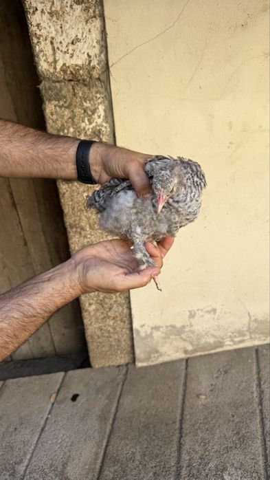 Ayam  Cemani Malines, Leghorn, Jersey, Cornish, La Bresse e Pedrês | Ovos, pintos e aves