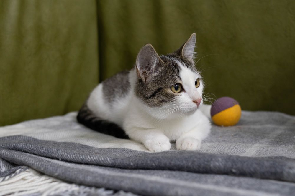 Кішечка, кошенятко маленьке