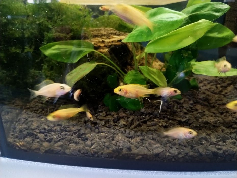 Ryby Aulonocara sp. Fire fish
