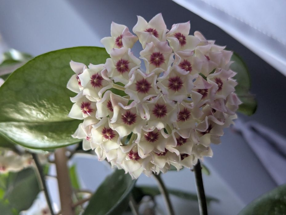 HOYA - Sprzedam/wymienię hoje | prywatna kolekcja