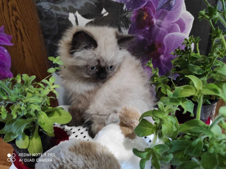 Котенок персидский гималайский