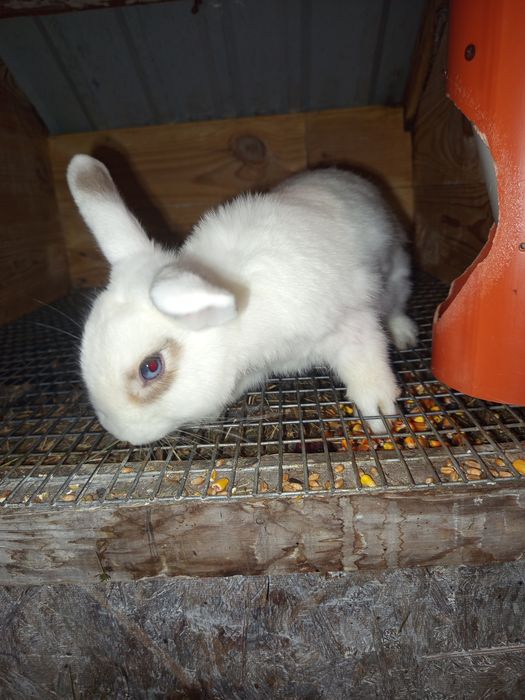 Пропоную вашій увазі кроликів середніх порід