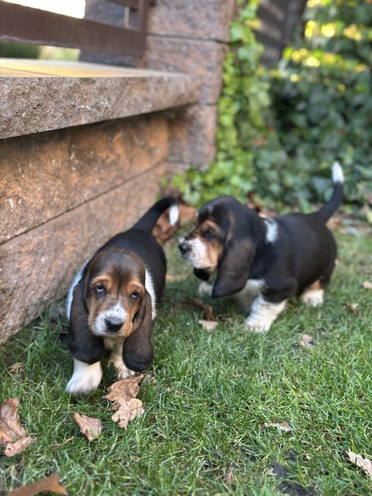 Suczka Basset Hound Z Doliny Prosny