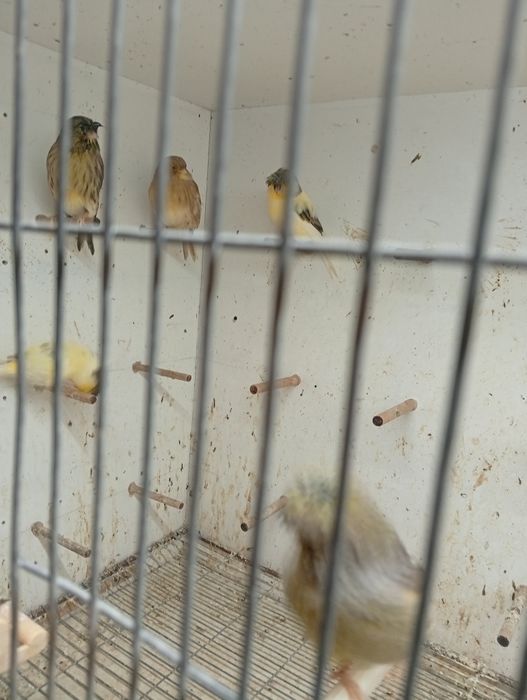Vendo casais de canários glostrs