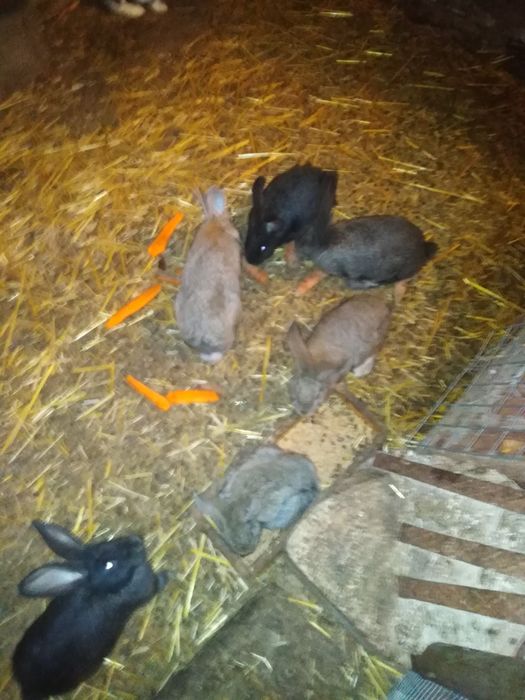 Sprzedam króliki mieszańce