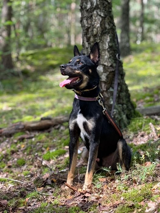 Wspaniały Tobi szuka domu pełnego miłości!