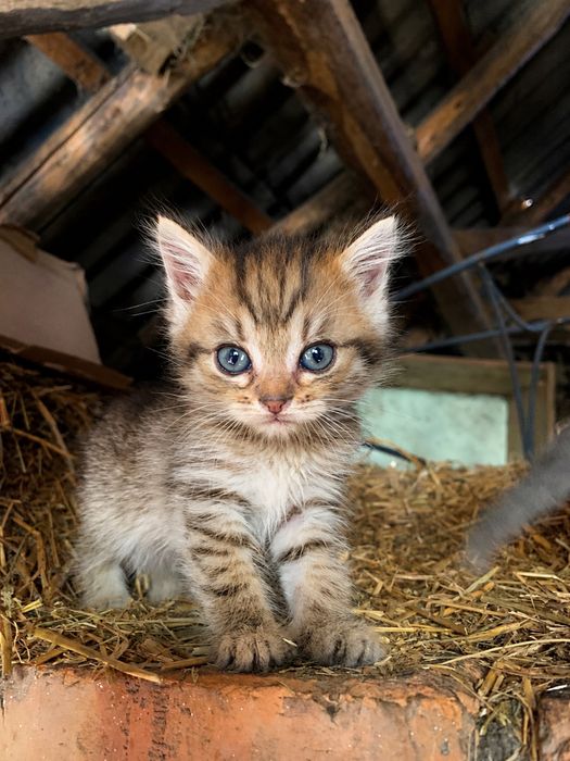 Кошенятя котеняна котики киці безкоштовно