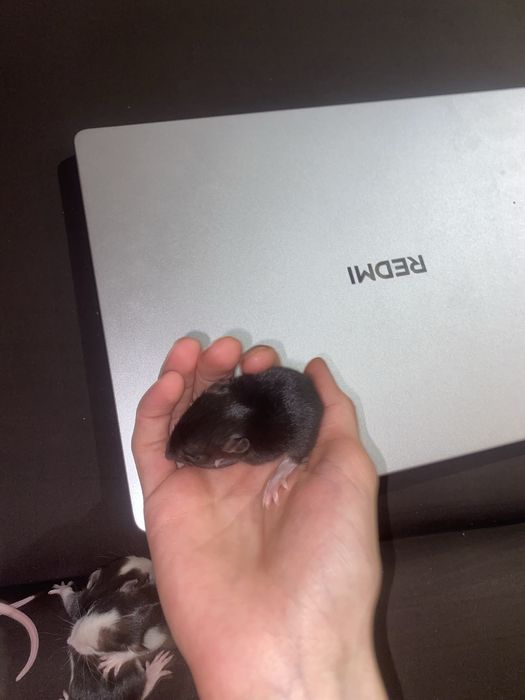 Щурики дамбо ,бронюйте !