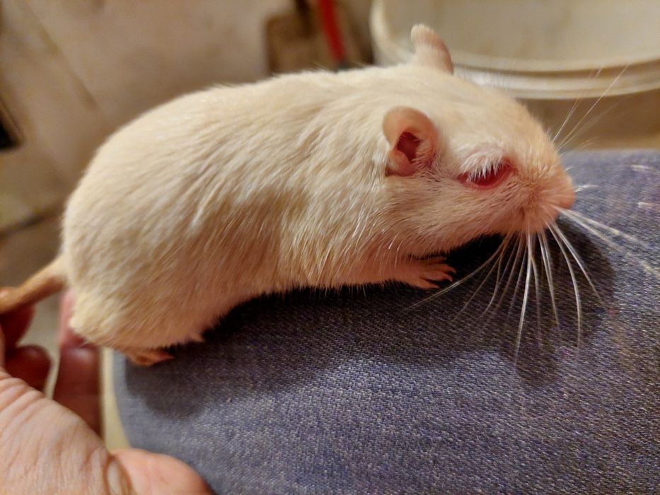 Чарівні мишки Піщанки,