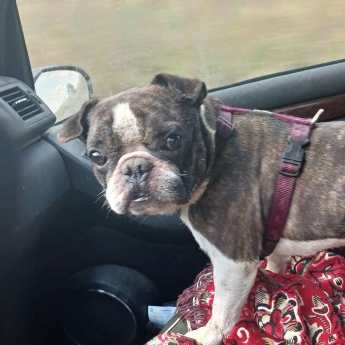 Шукаємо надійних господарів!