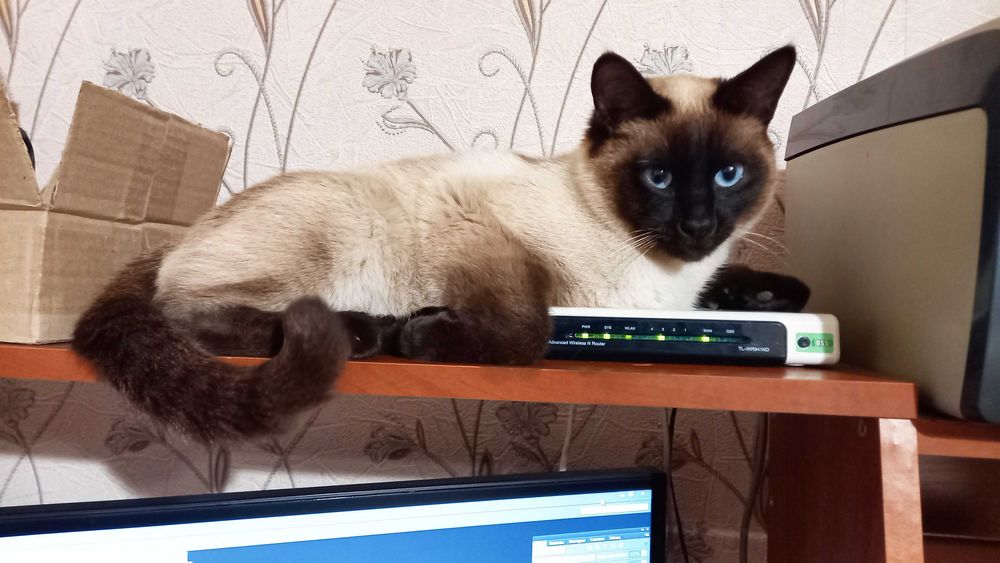 Сиамский кот приглашает кошечек своей породы