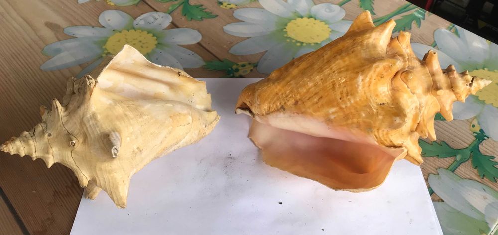 Продам великі кримські мушлі