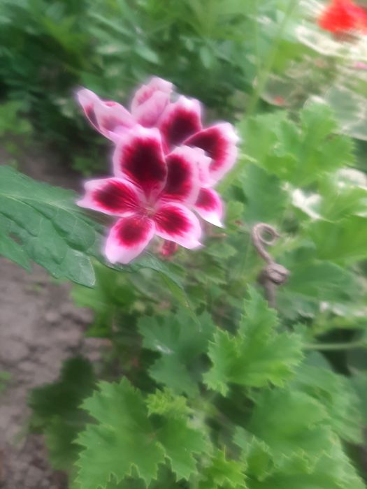 Кімнатні вазони пеларгонії