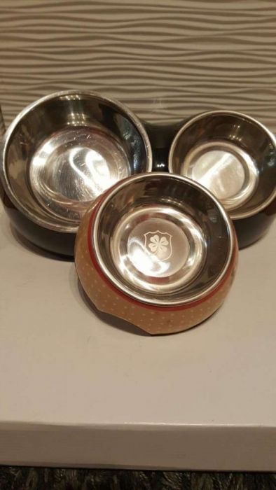 Pratos para cães novos