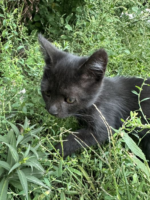 Котик, кошеня, кіт