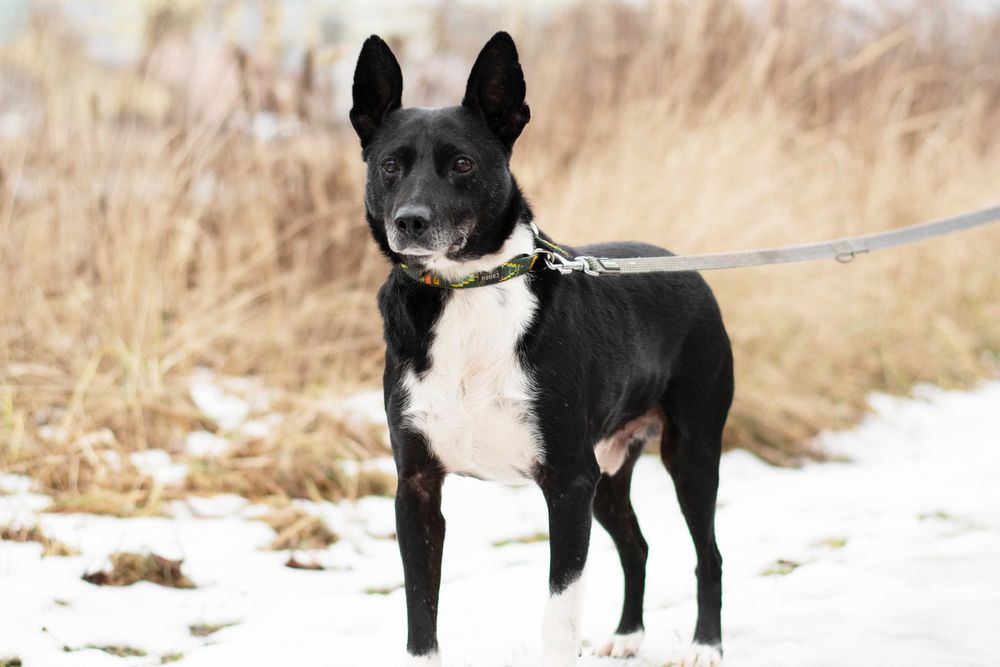 Akido - jedyny w swoim rodzaju, łagodny piękny psiak do adopcji