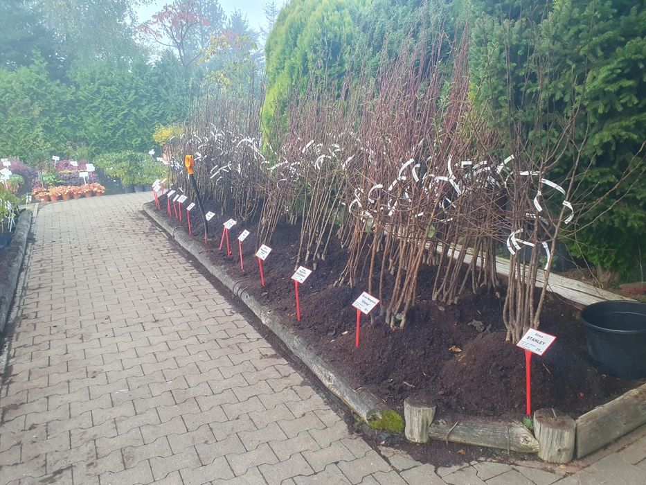 Drzewka owocowe szkółka