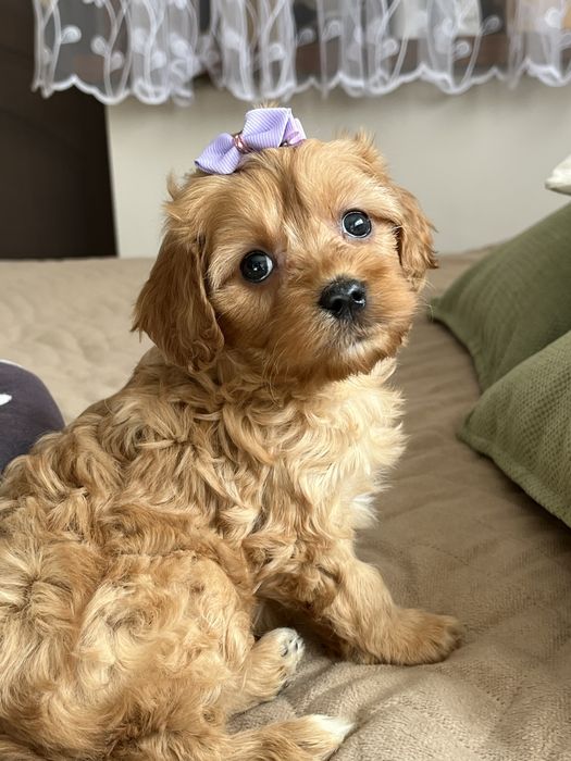 Cudowna suczka cavapoo