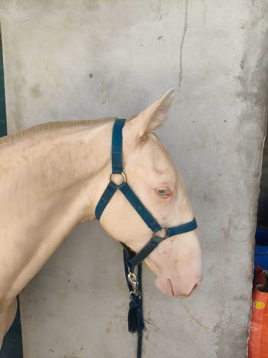 Poldro PSL Lusitano Isabel