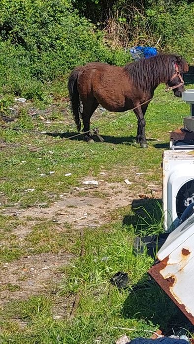 vendo pónei fêmea com a filha a mae tem seis anos muito meiga e obediente engantada a filha tem dois meses e meio qualquer duvida mande-me mensagem po