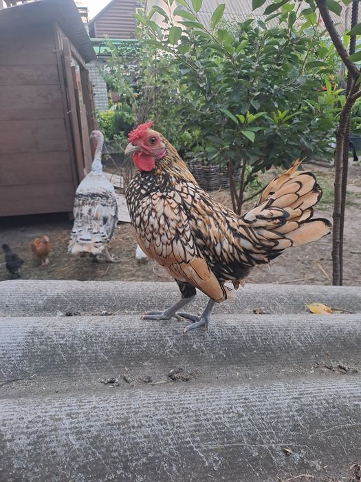 Продам курей породи сибрайт