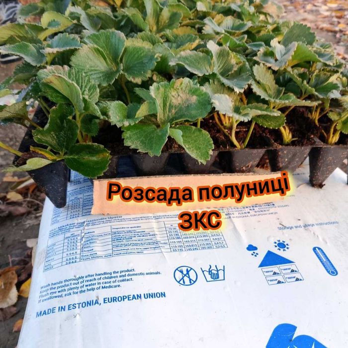 Полуниця,клубніка,копанка,касета