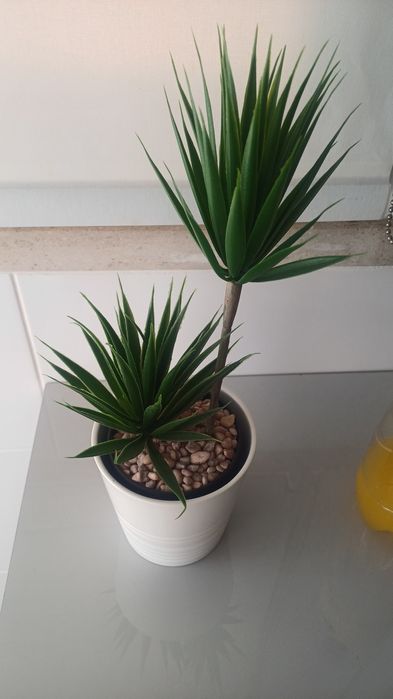 Vaso ikea + planta  (novo)