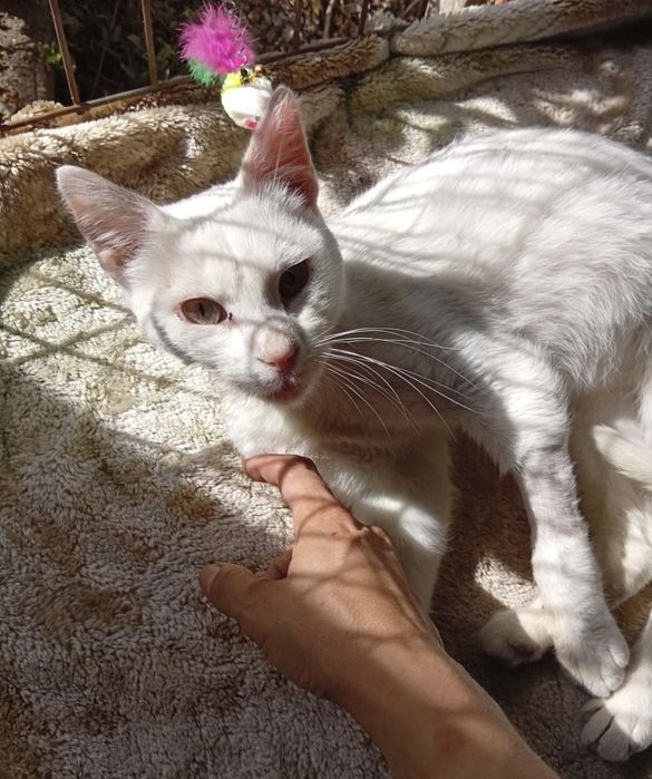 Gatinho meigo para adoção responsável