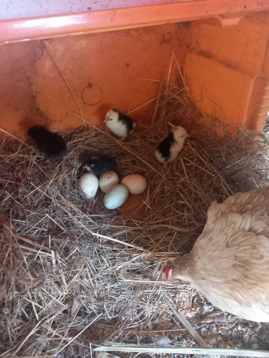 Galinhas dos ovos azuis