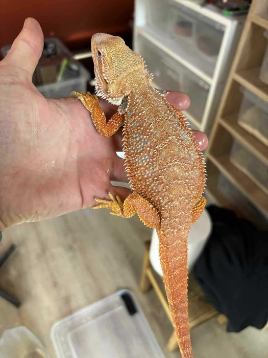 Agama brodata  Gekon Jaszczurka dla początkującego zbożówka