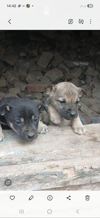 Цуценята дуже милі