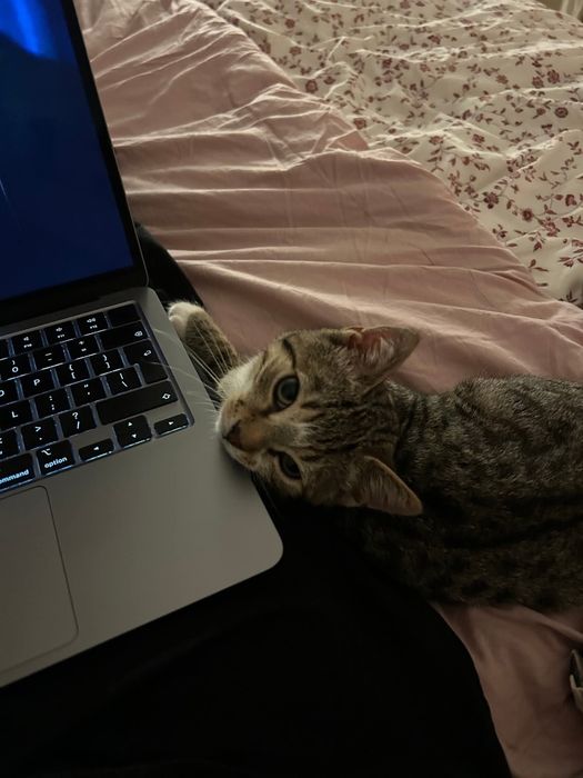 Młody Toto szuka domku!