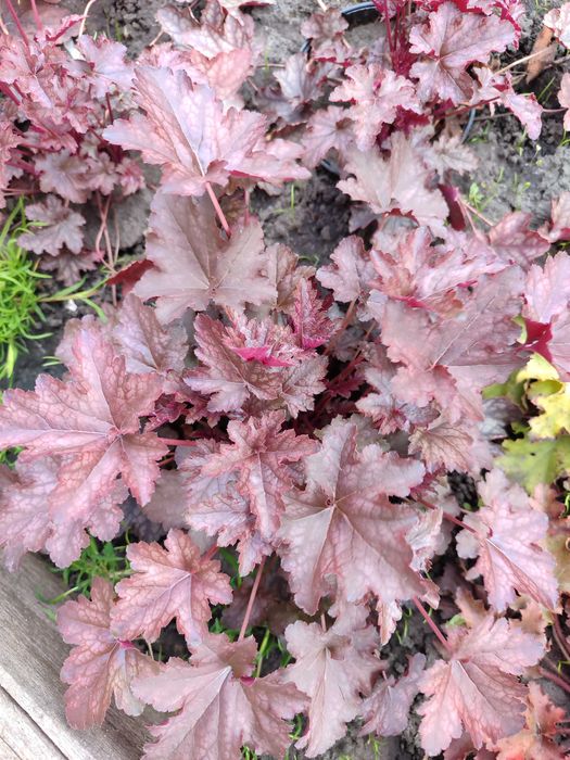 Гейхера садова в горщику