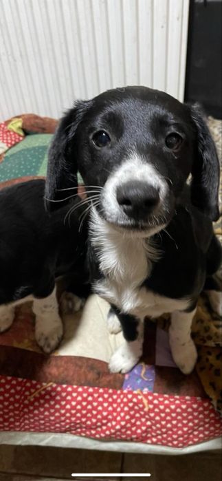 Бесплатно, в добрі руки