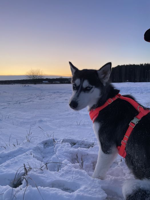 Piekne neonowe szelki