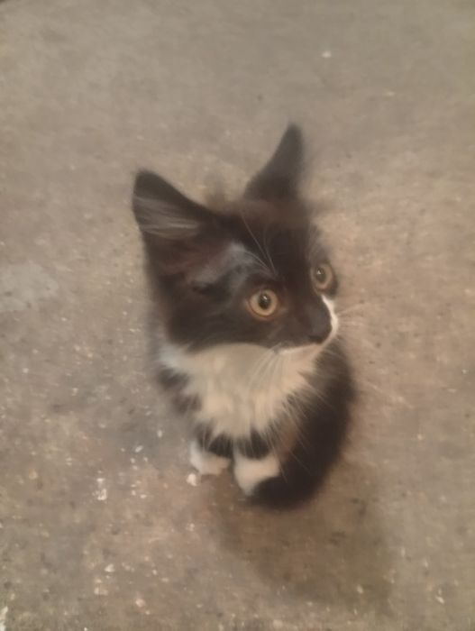 Отдам котят бесплатно