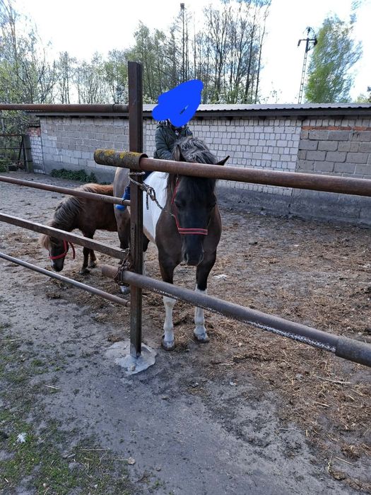 Sprzedam konie kucyk i konik polski