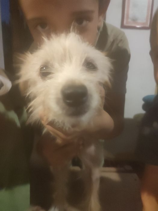 Cadelita cruzada de yorkie