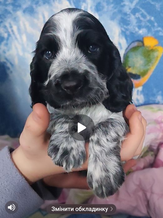 Мисливський спаніель